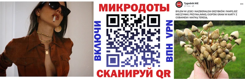 Галлюциногенные грибы Psilocybe  Кемерово 